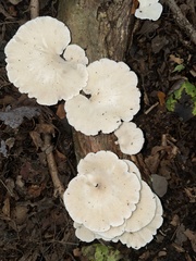 Favolus brasiliensis