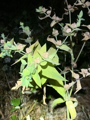 Euphorbia lathyris