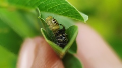Thyene imperialis
