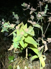 Euphorbia lathyris