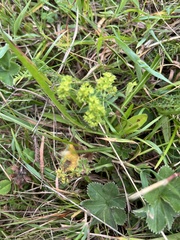 Alchemilla vulgaris