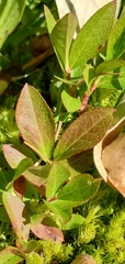 Vaccinium cespitosum