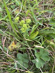 Alchemilla vulgaris