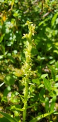 Platanthera stricta