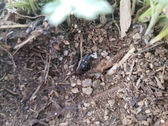 Tetramorium tsushimae