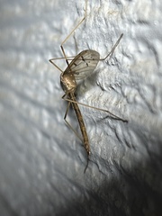 Tipula