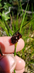 Juncus mertensianus