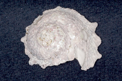 Astraea heliotropium