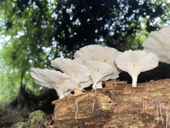 Favolus brasiliensis