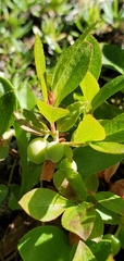 Vaccinium cespitosum