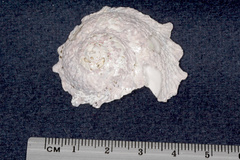 Astraea heliotropium