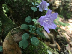 Strobilanthes rankanensis