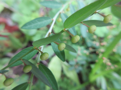 Phyllanthus ussuriensis