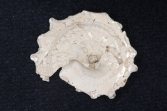 Astraea heliotropium