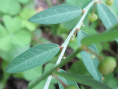 Phyllanthus ussuriensis