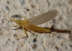 Baetidae