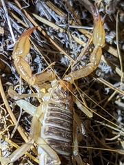 Paruroctonus silvestrii