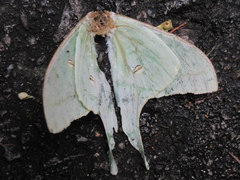 Actias