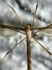 Tipula