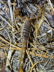 Paruroctonus silvestrii