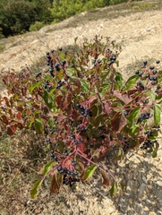 Cornus sanguinea