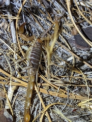 Paruroctonus silvestrii