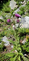 Cirsium edule