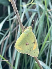 Colias croceus