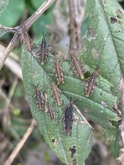 Sphenarium purpurascens