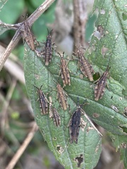 Sphenarium purpurascens