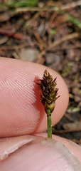 Carex nigricans