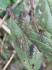 Sphenarium purpurascens