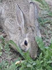 Sylvilagus