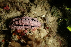 Phyllidiopsis shireenae