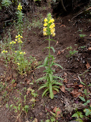 Bellardia trixago