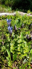 Gentiana calycosa