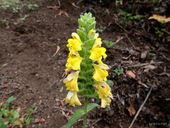Bellardia trixago