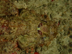 Scorpaenopsis oxycephalus