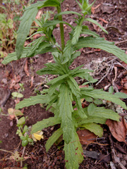 Bellardia trixago
