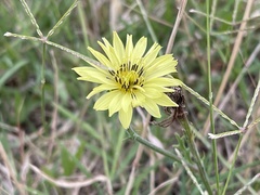 Pyrrhopappus pauciflorus