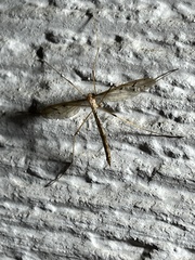 Tipula