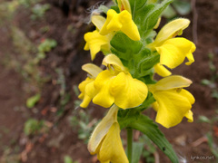 Bellardia trixago