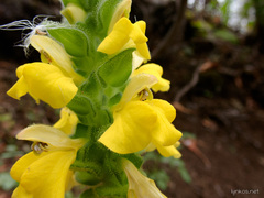 Bellardia trixago