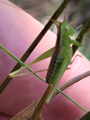 Conocephalus hastatus