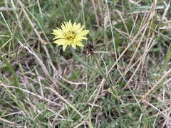 Pyrrhopappus pauciflorus