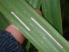 Epiphryne verriculata