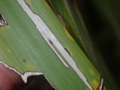 Epiphryne verriculata