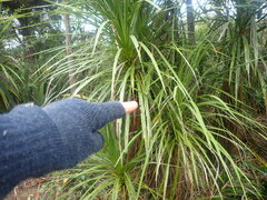 Epiphryne verriculata