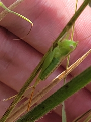 Conocephalus hastatus