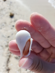 Gibberulus gibberulus